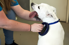 Dog and cat microchipping and scanning